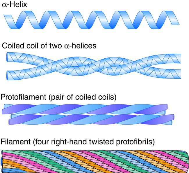 Образование нити кератина. α-Helix / α-Спираль: одиночная, закрученная белковая цепочка. Coiled coil of two α-helices / Суперспираль из двух α-спиралей. Protofilament (pair of coiled coils) / Протофиламент (пара суперспиралей). Filament (four right-hand twisted protofibrils) / Нить (четыре правозакрученные протофибриллы): множество протофиламентов скручиваются, формируя толстую, сверхпрочную кератиновую нить.