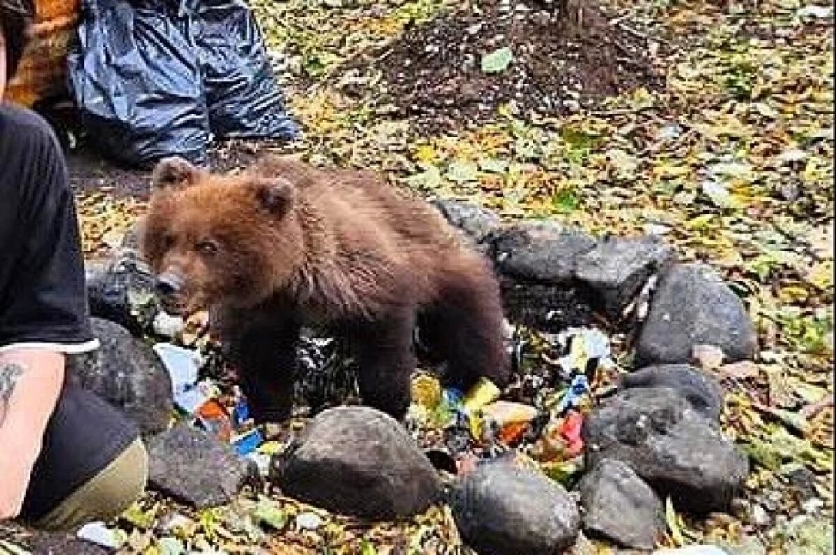    Парк «Земля Прайда» готов приютить осиротевших на Камчатке медвежат