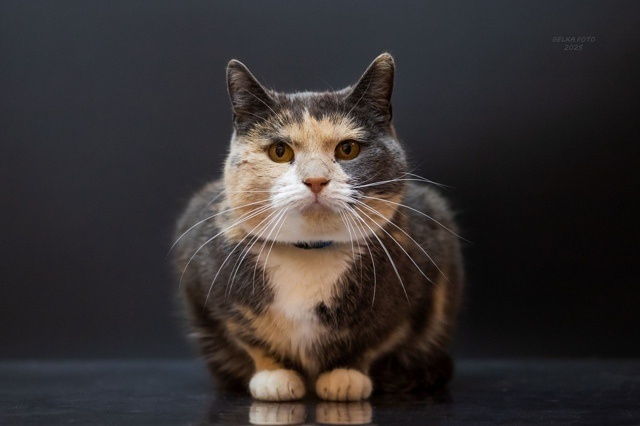 Для просмотра остальных фото, нажмите на ">"