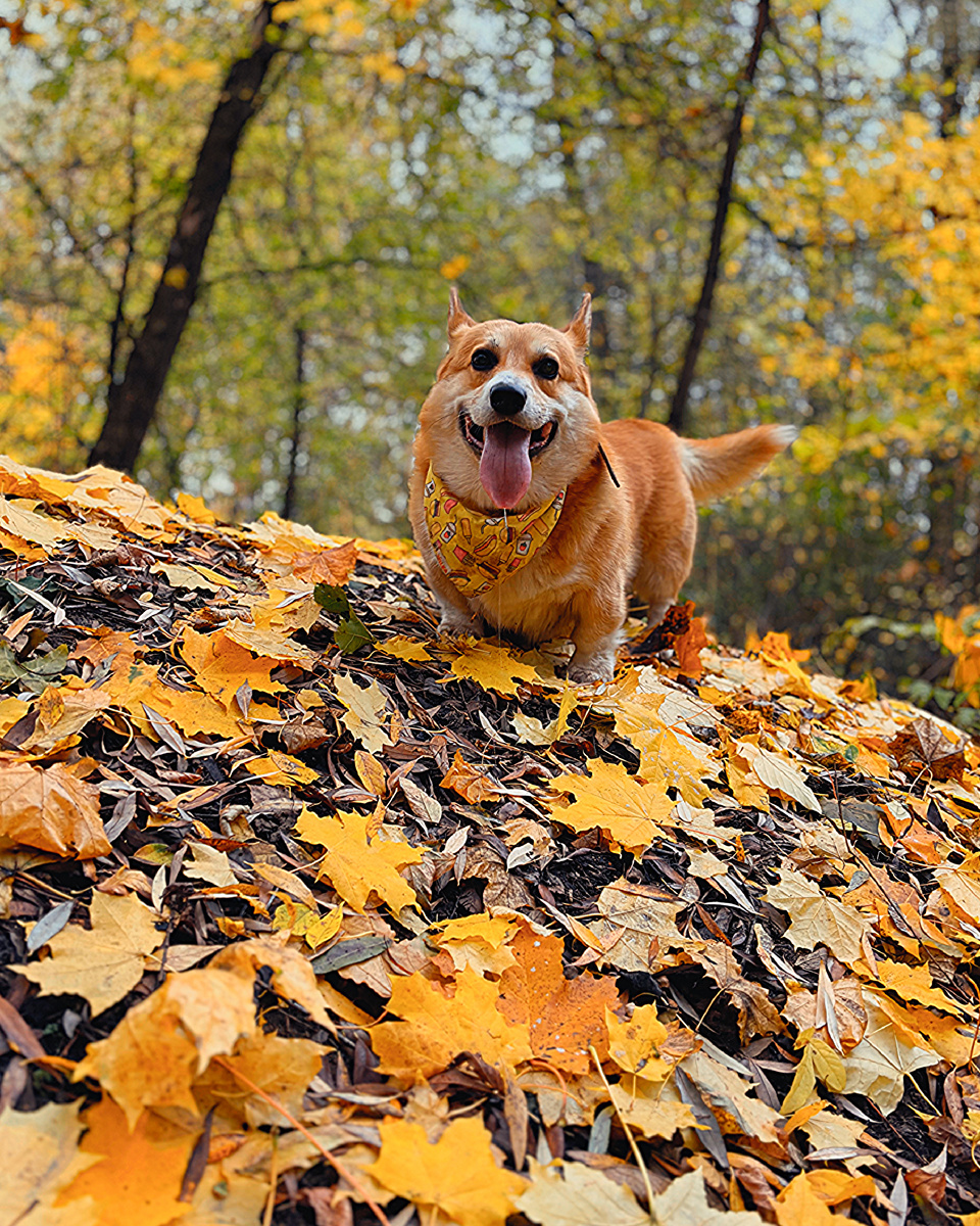 В осенней листве в Серебряном бору. Корги Бильбо, октябрь 2026