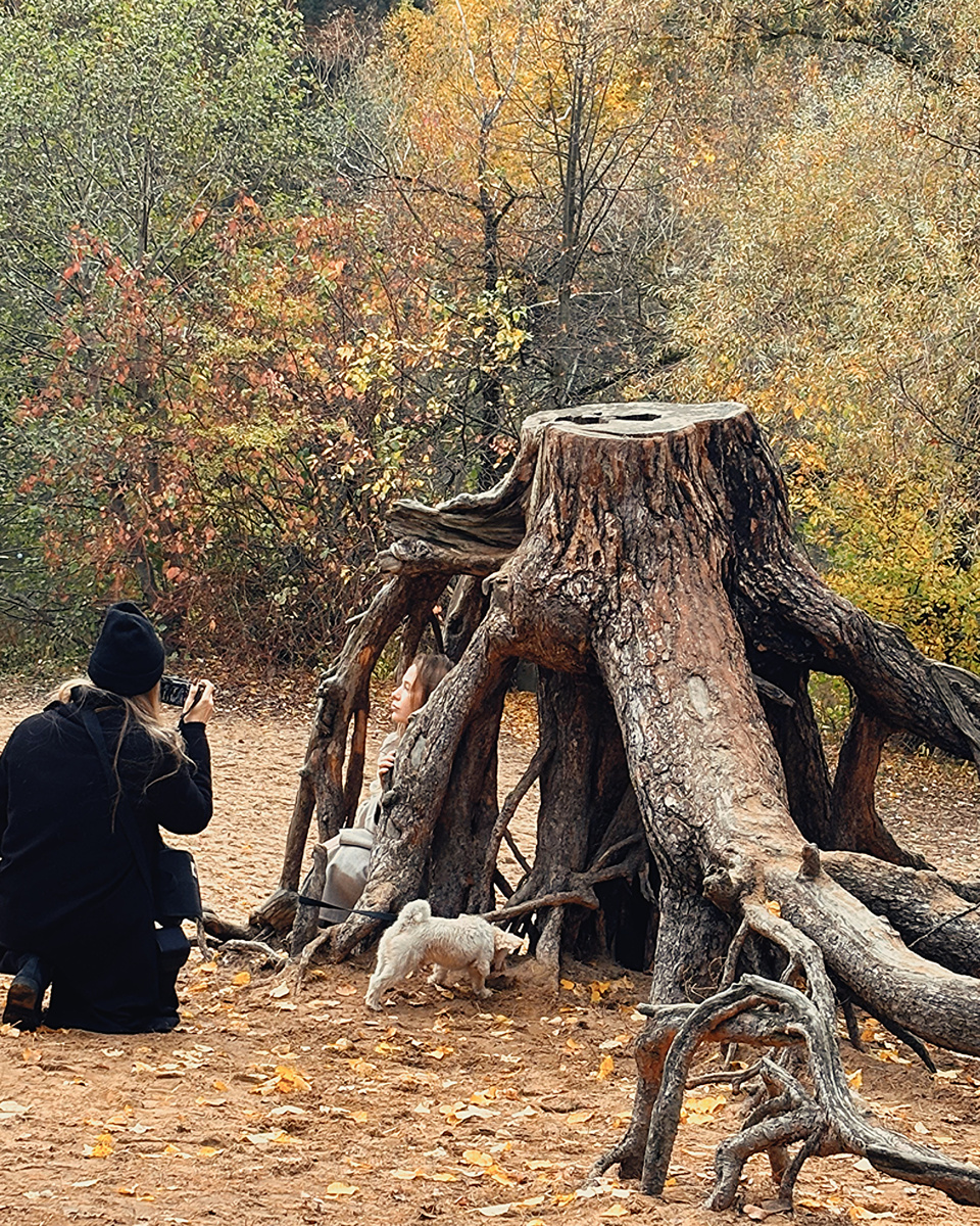 Завораживающий пень