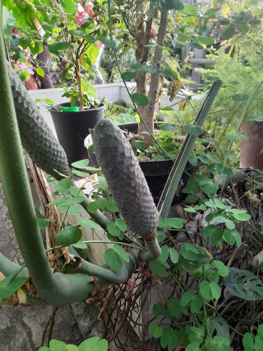 А так цветет монстера