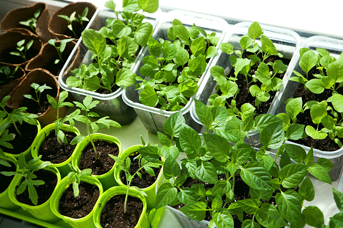 Купить семена и вырастить самому всегда кажется выгоднее