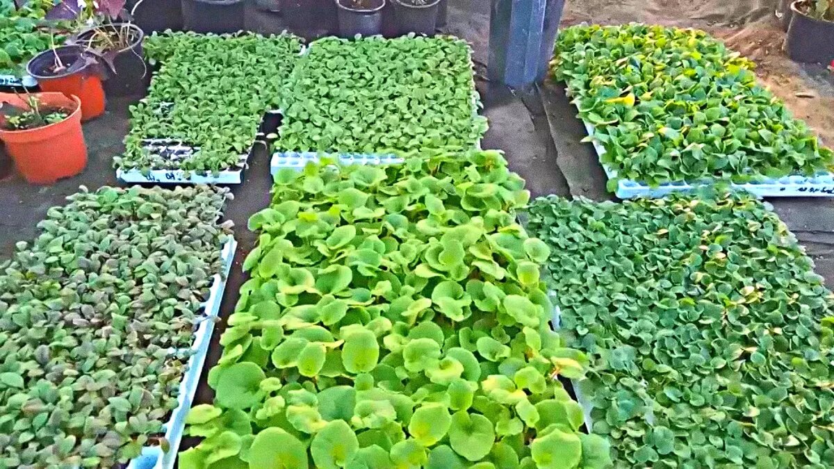 Большой выбор рассады в магазине