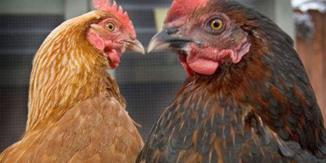 Какие странные вещи начинают творить куры, если у них забрать петуха