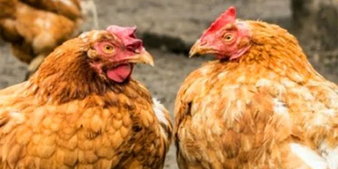Какие странные вещи начинают делать куры, если у них забрать петуха