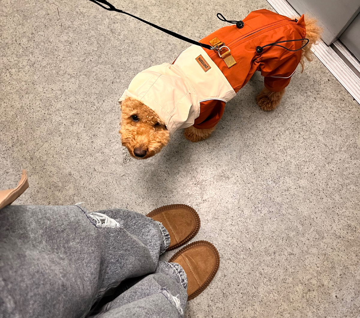 Даже Шаня переоделась в осенний наряд под цвет осени, так она со всей этой красотой отлично смотрится