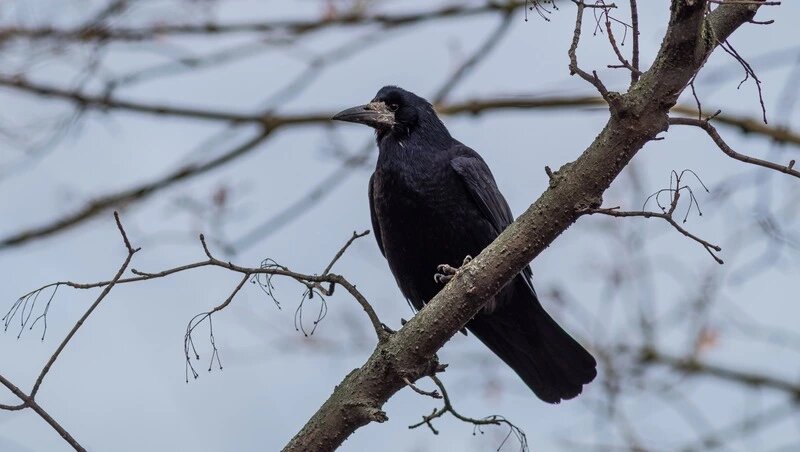     Фото: @wirestock / www.freepik.com