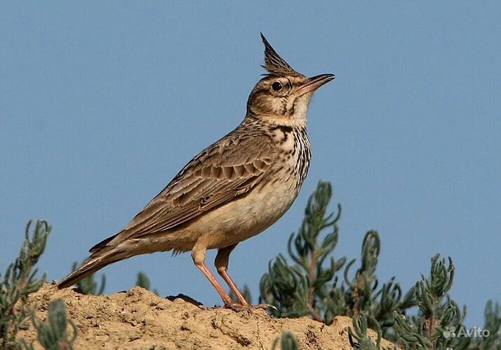 Жаворонок. Из свободного доступа в интернете