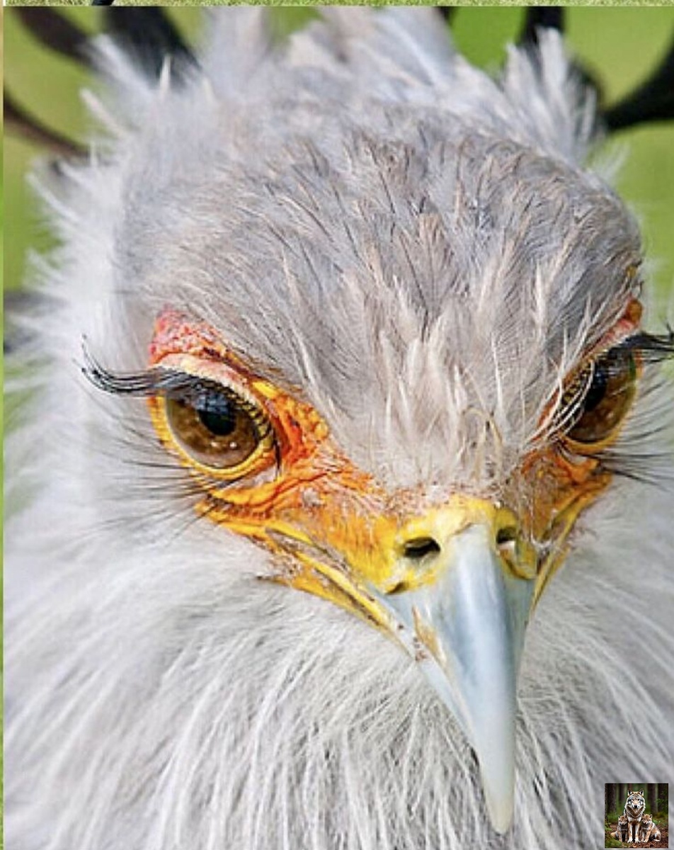 Она конечно красотка но лучше близко неподходить