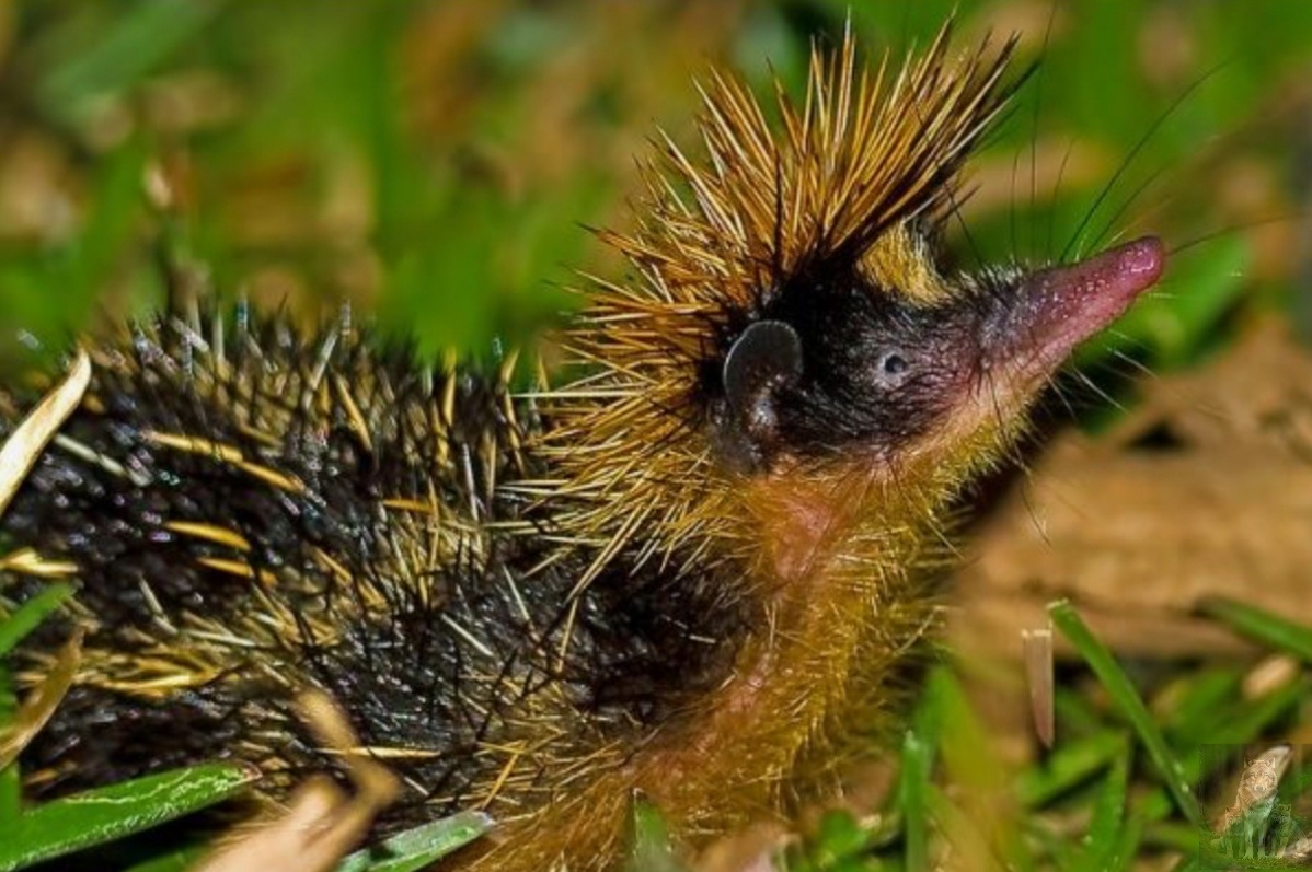 Интересно они черные в желтую полоску или желтые в черную