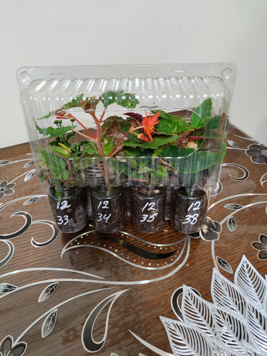 Бегония ампельная