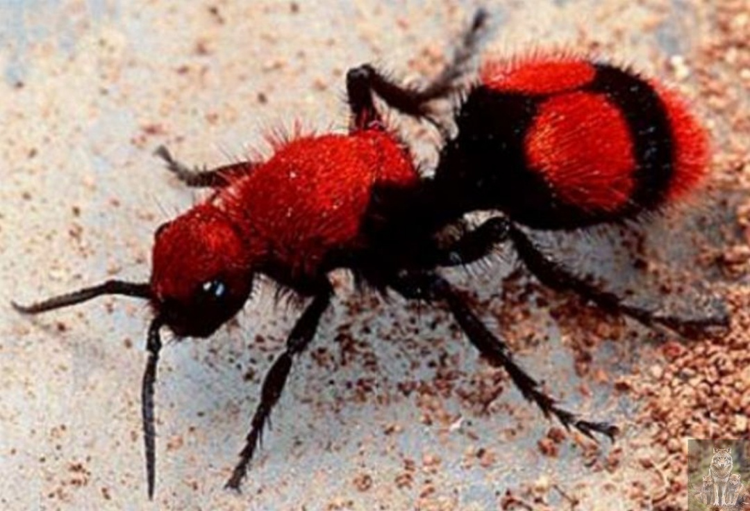 Вот так выглядит самка. Крыльев у нее нету зато есть огромное жало