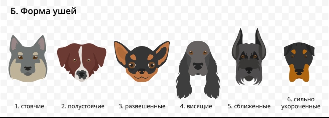 А какие нравятся больше вам?