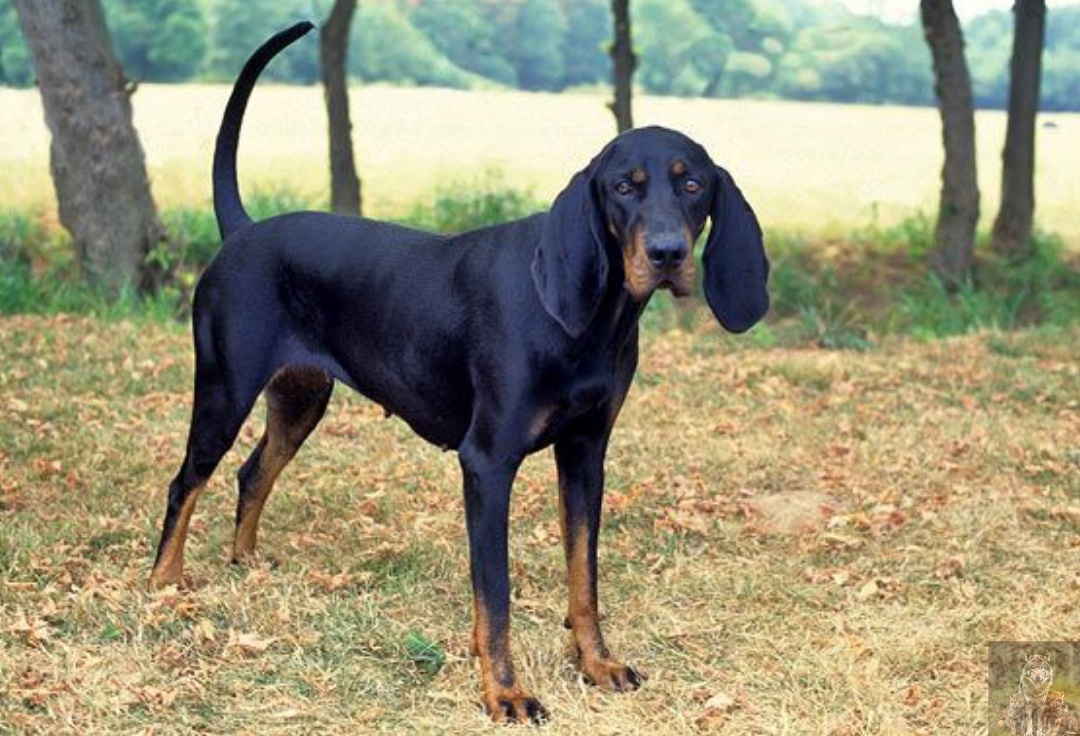 Пословица о том, что "медведь на ухо наступил", оказывается, неслучайно придумана.