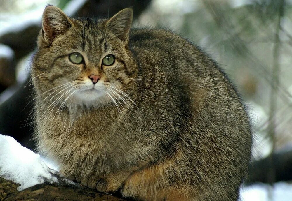 Дикая лесная кошка (лат. Felis Silvestris). Обитает в Европе, Северной Азии и Африке.