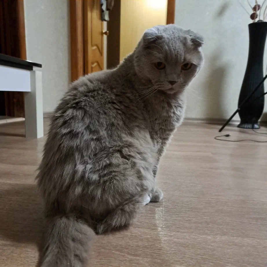 Британец со сбившейся, забитой шерстью. Это ещё не самый запущенный случай.