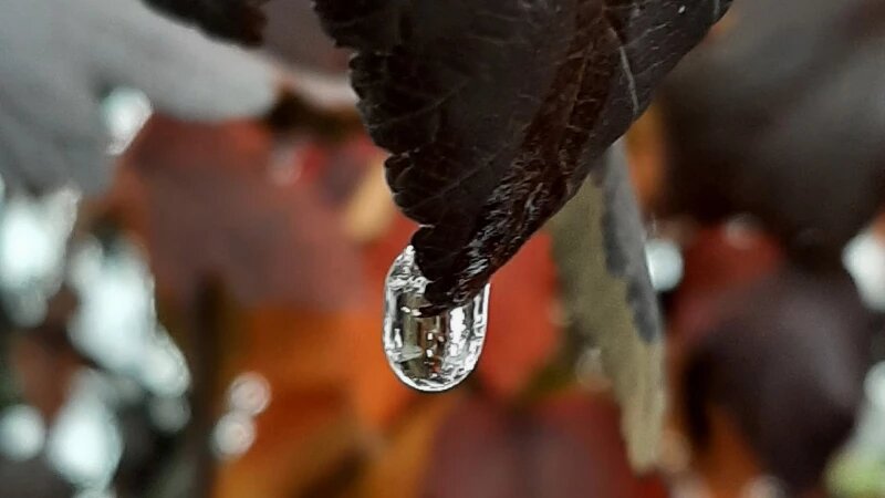     Октябрь в Барнауле. Лариса Васильева