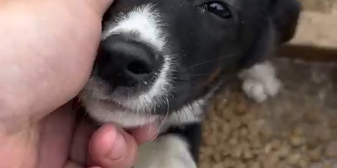 То, как они просятся и верят людям даже после предательства - убивает