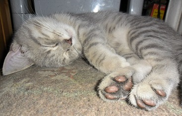 Братья наши меньшие.