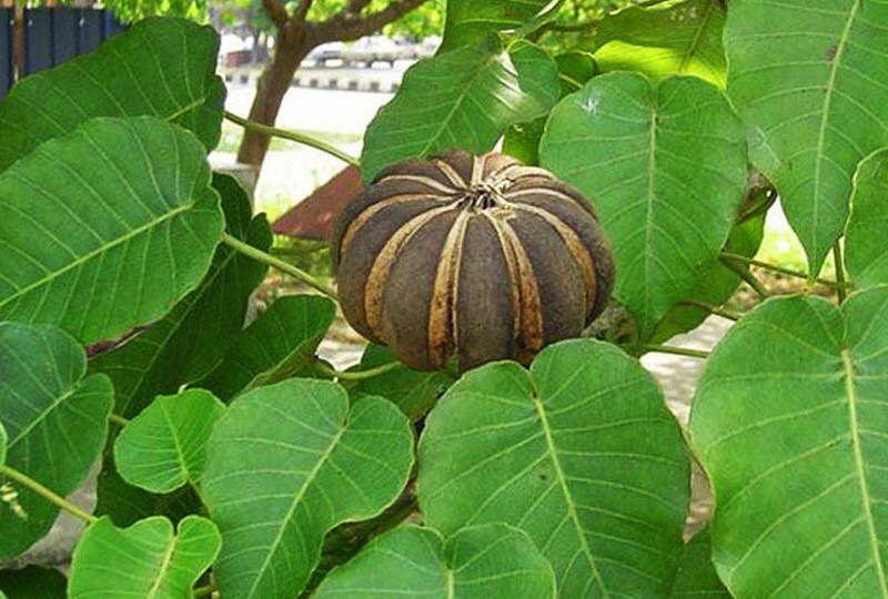 Дерево, стреляющее семенами со скоростью пули: как природа изобрела растительную артиллерию