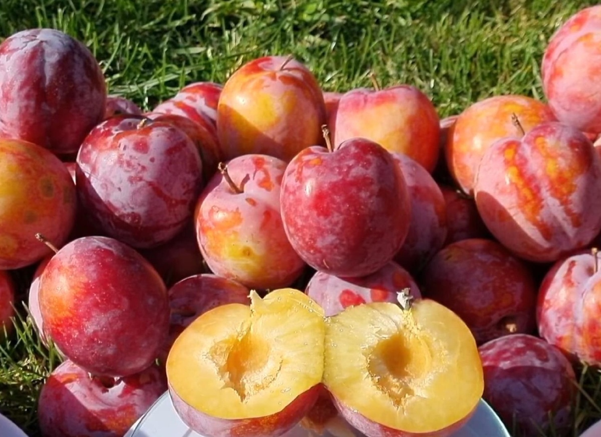 Слива «Оцарк Премьер»: Ранний американский гигант | Small Gardens