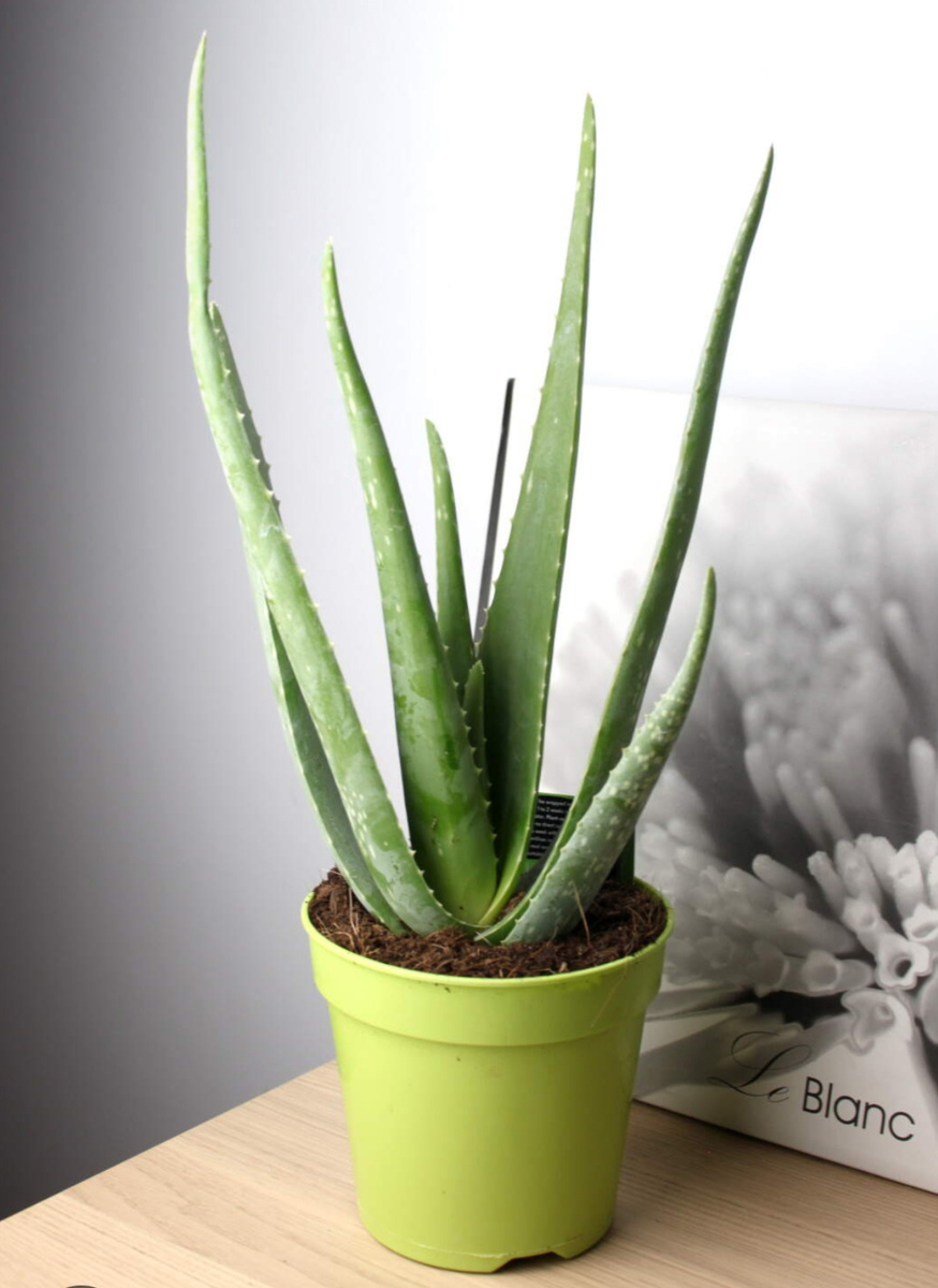 (Фото взято из открытых источников для примера)