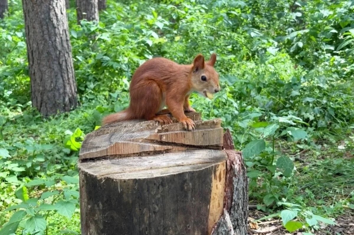    Студенты из Новосибирска съели пойманную белку