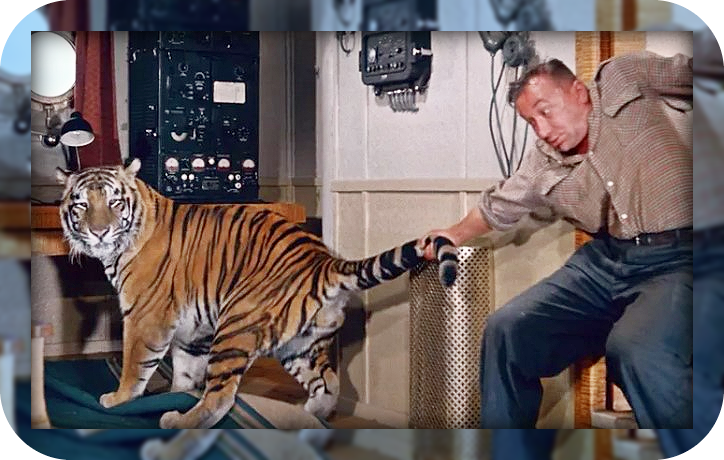 Алексей Смирнов держит за хвост тигра