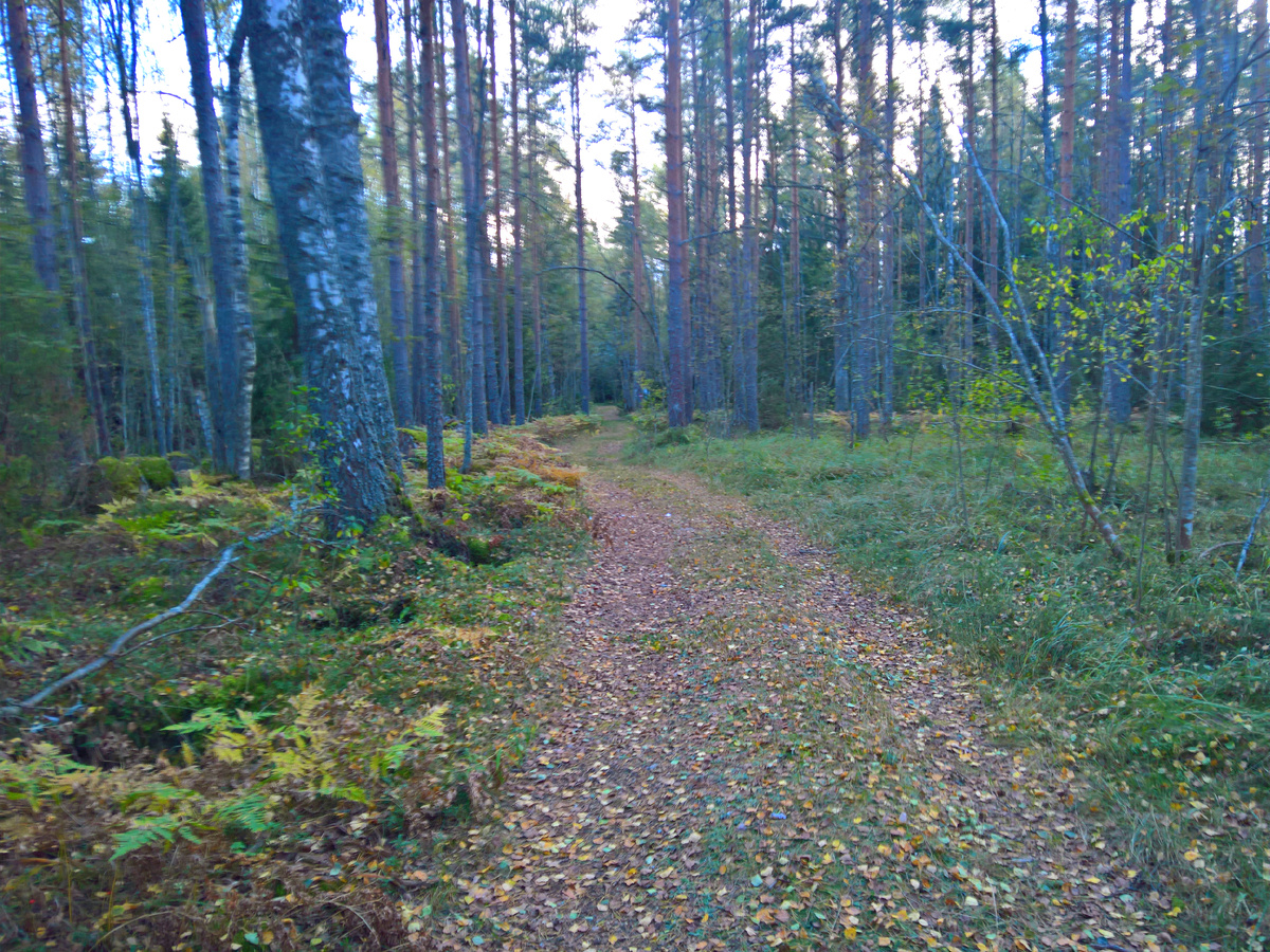 Лесная дорога  фото автора 