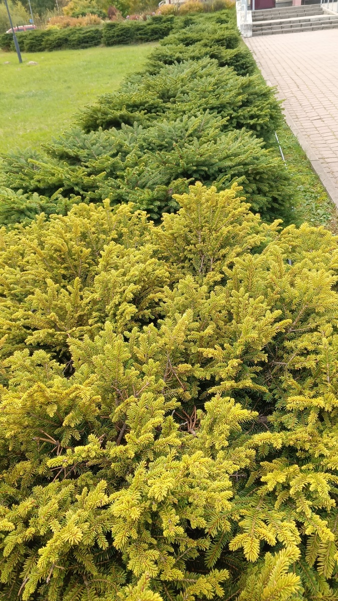 фото с прогулки, никакого отношения к пяточной шпоре не имеет