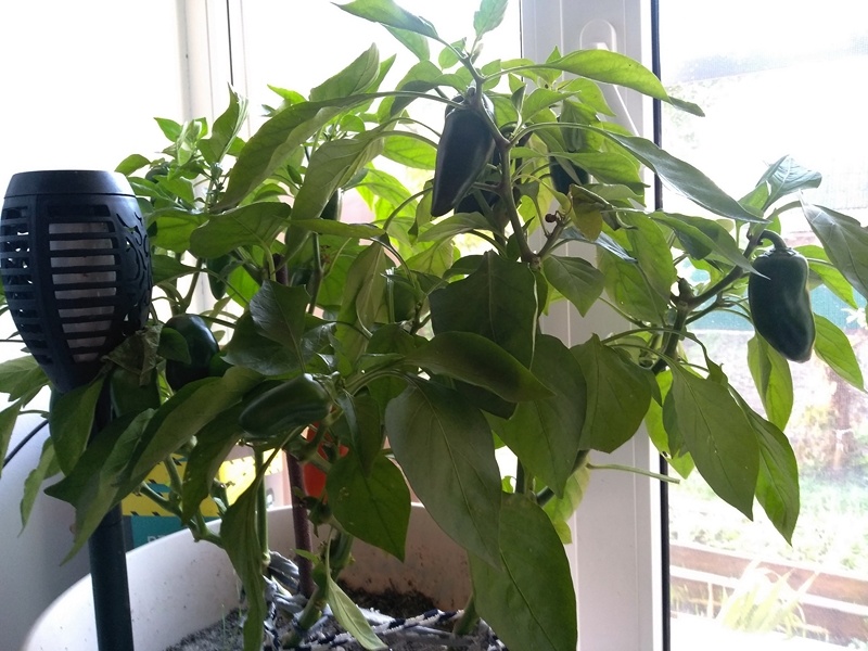 В самом большом кашпо четыре куста сладкого перца