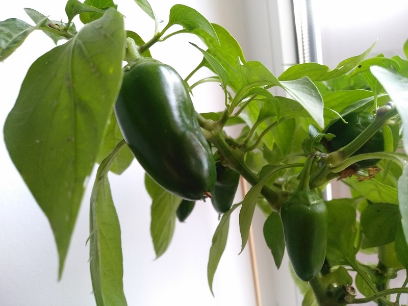 Плоды перца