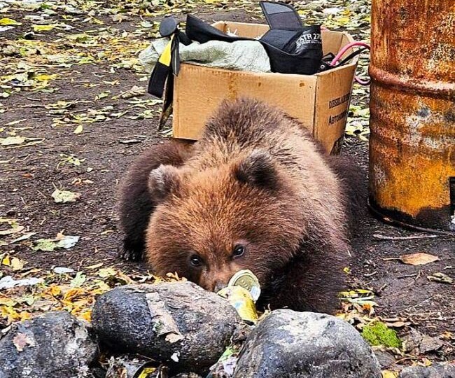 📌 Представители приюта просят не прогонять осиротевших камчатских медвежат