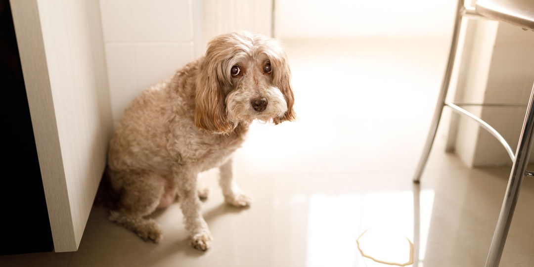 «Почему взрослая собака периодически писает дома?»