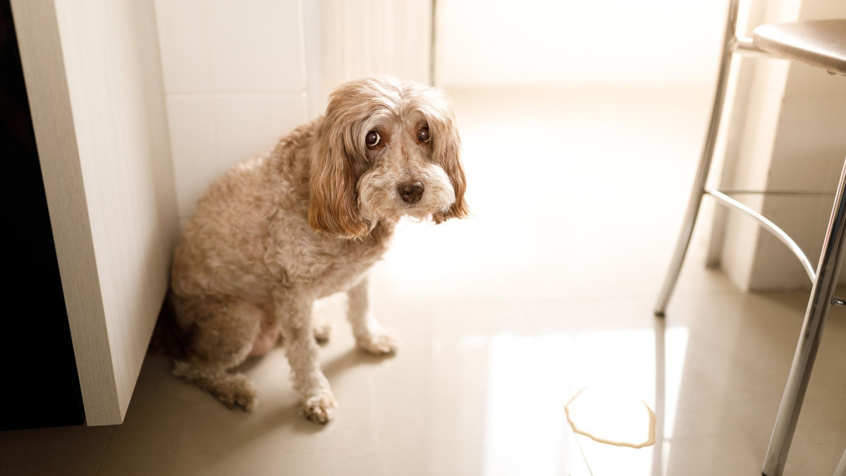 Неприятности могут быть следствием болезни, нестабильного расписания прогулок или сложной эмоциональной обстановки в семье. Фото Capuski/iStock