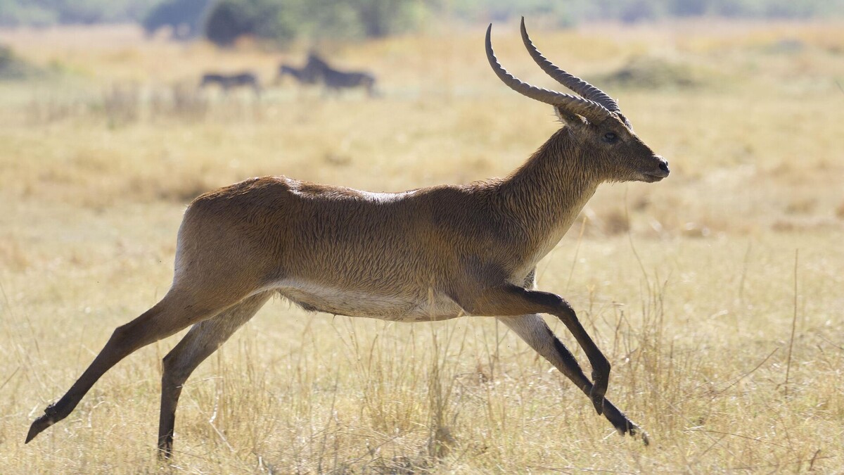 Фото с сайта: https://ria.ru/20250118/antilopy-1994391303.html