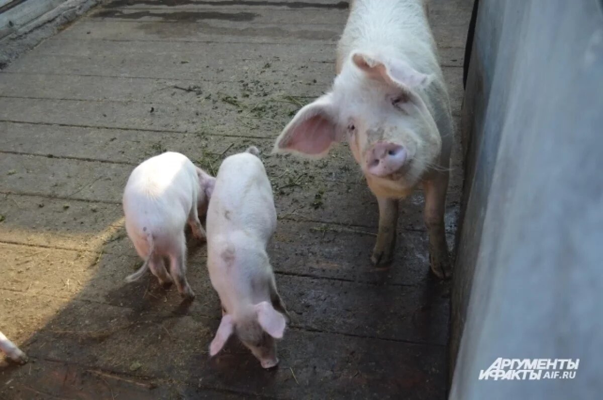    Жители Пермского края заявили о вспышке африканской чумы