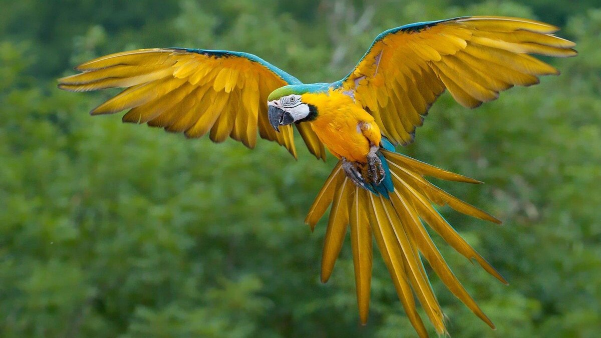Фото с сайта: https://apkpure.com/birds-parrots-live-wallpaper/com.amsoft.livewallpaper.app110