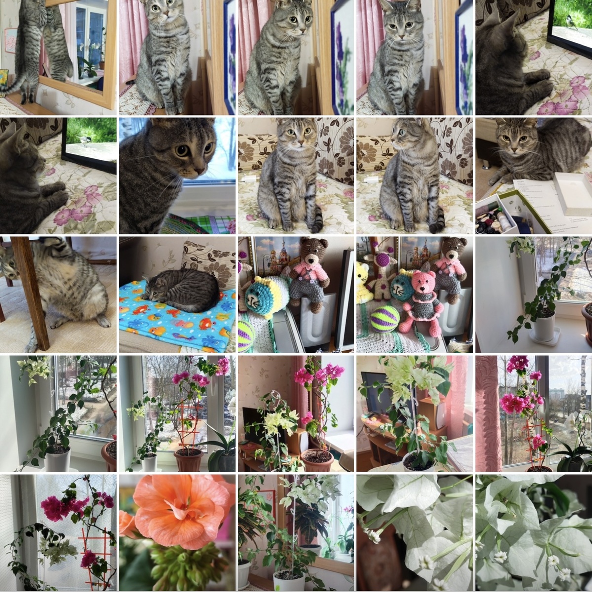 Фотографии в моей галерее. 