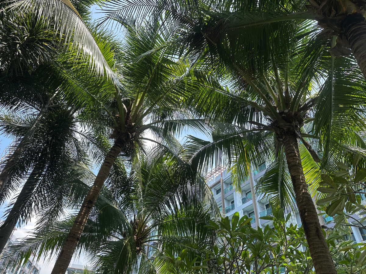 Пальмы около протяженного бассейна в кондо.