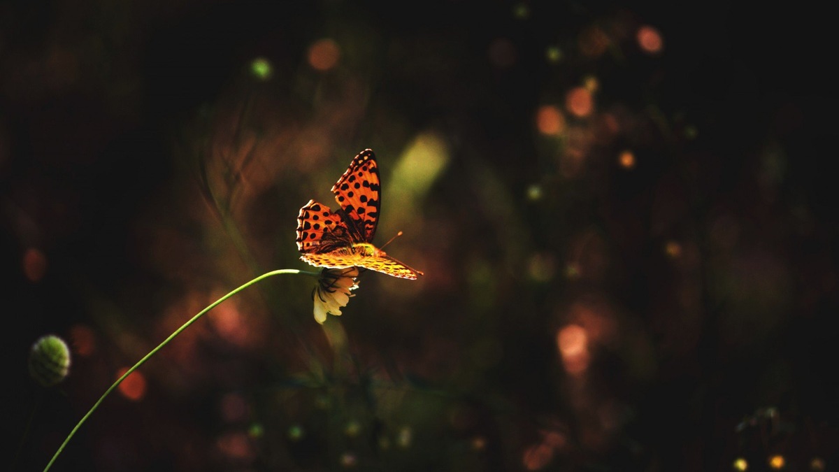 Фото с сайта: https://wallhere.com/ru/wallpaper/1657175