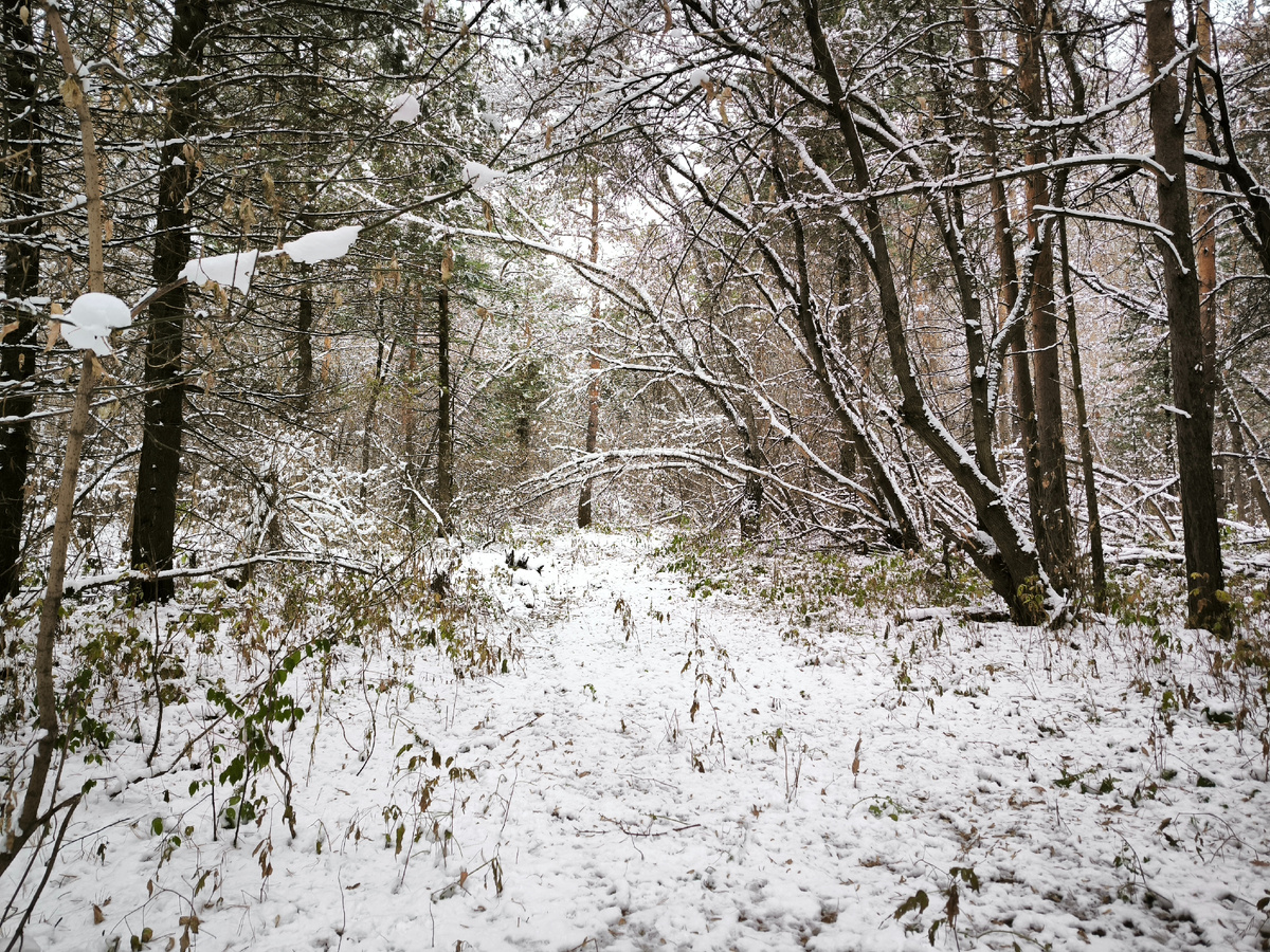 Просека дальше заросла совсем