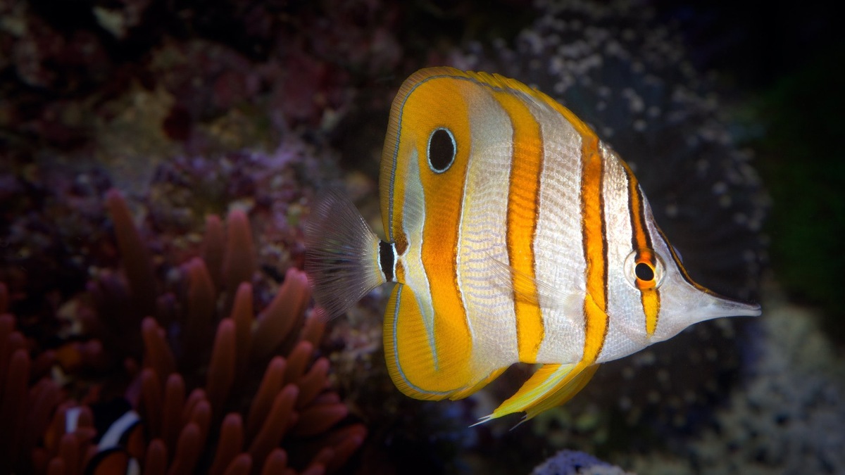 Фото с сайта: https://expothemes.com/themes/butterflyfish-windows-theme