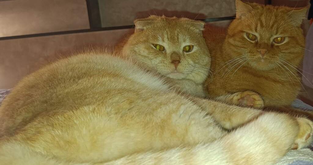 Кошка в квартире вдруг начала спать у двери: это не просто обычная привычка – сигнал, который важно понять любящему хозяину