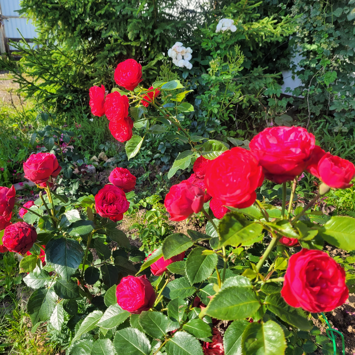 Роза Ред Пиано Это один куст. Фото автора, 2025г