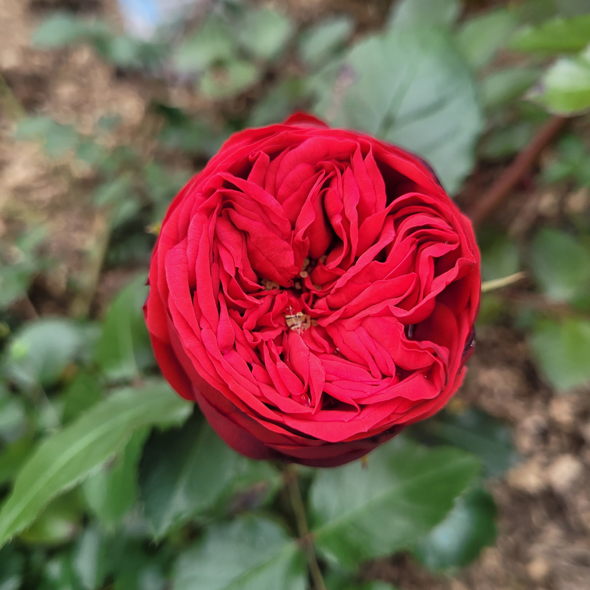 Роза Ред Пиано Фото автора