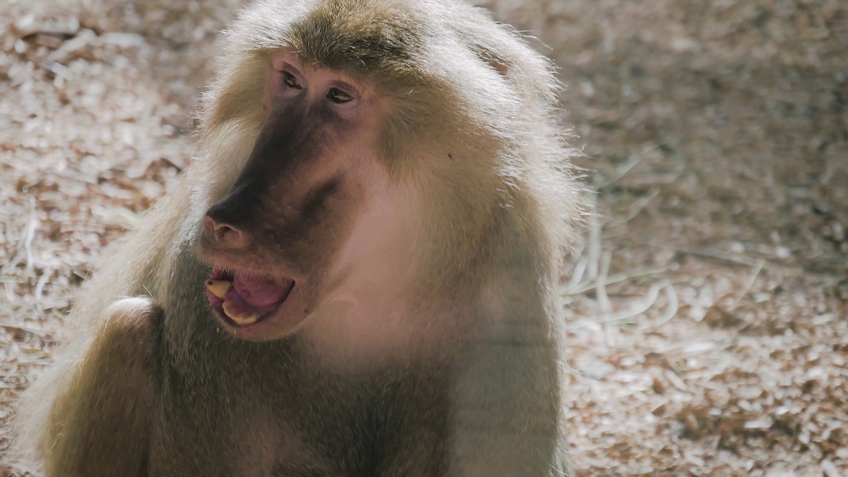 Фото с сайта: https://www.storyblocks.com/video/stock/hamadryas-baboon-intimidating-other-male-with-his-big-mouth-wide-open-monkey-open-mouth-rgnnyxl0mjouj8bp0