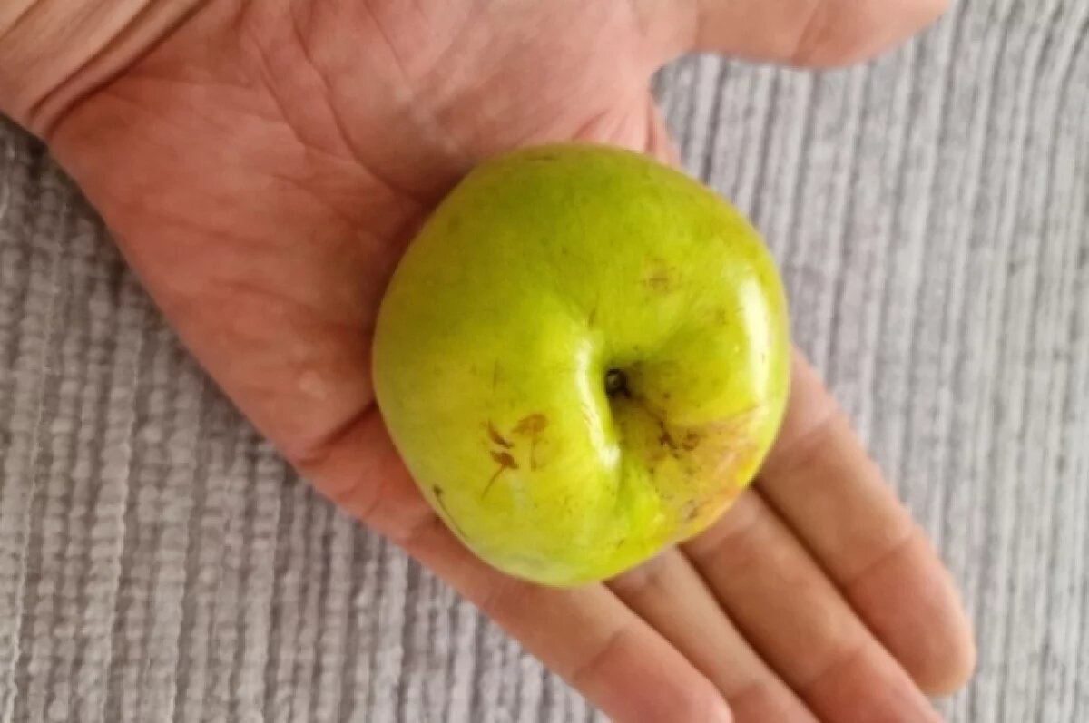    Выращенными на Камчатке яблоками восхитился министр по ЧС Сергей Лебедев