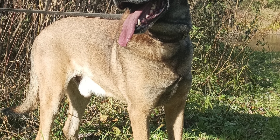 Я ждал... История Бархана, которого оставили